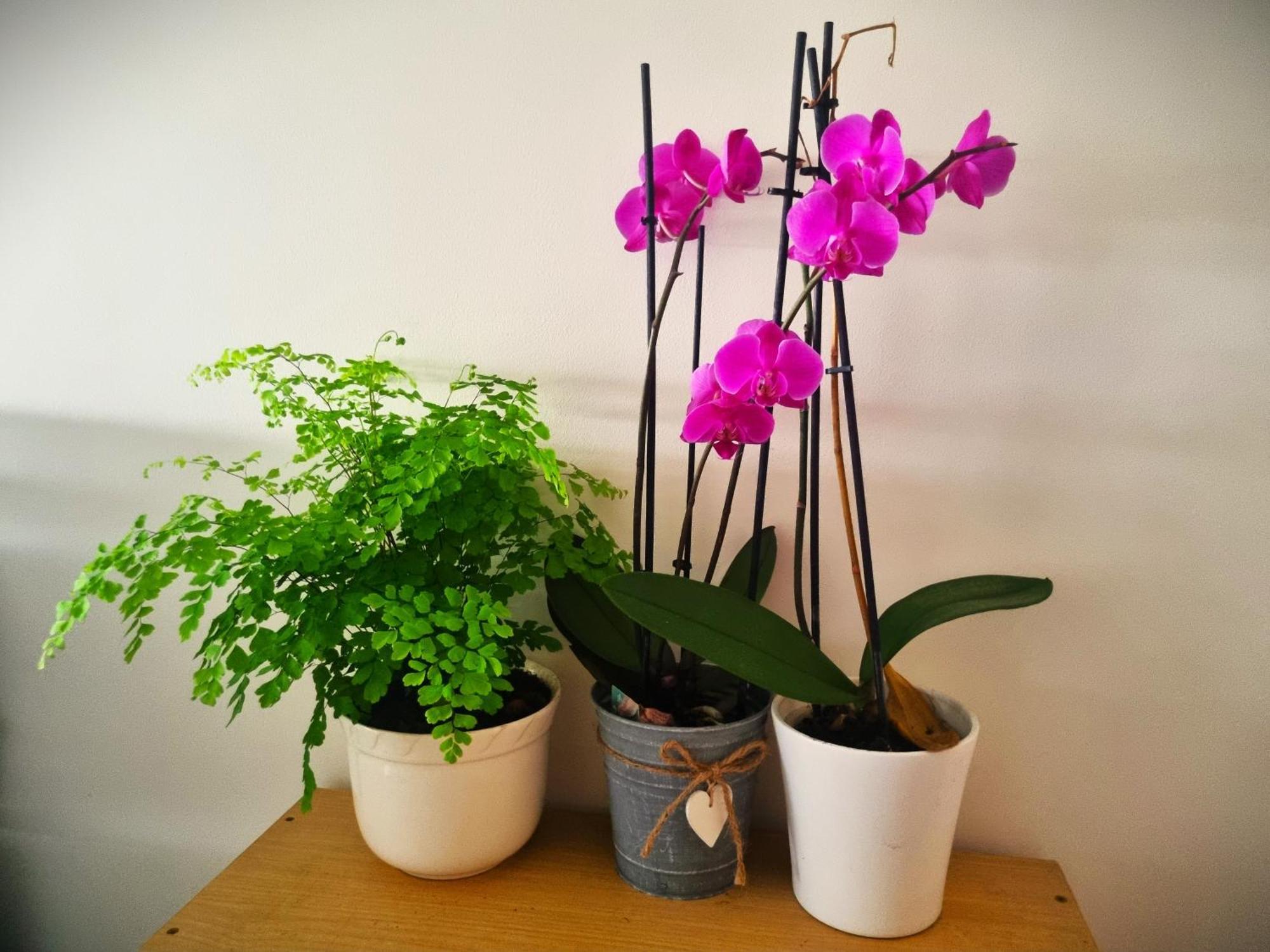Lovely Paris Homestay *